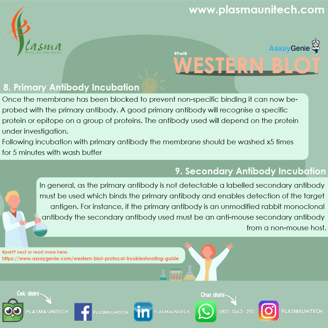 What is Western Blot? #Part8